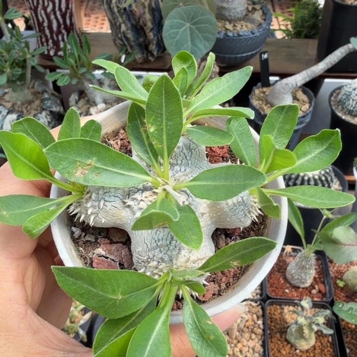 慧比须笑302 仙人球