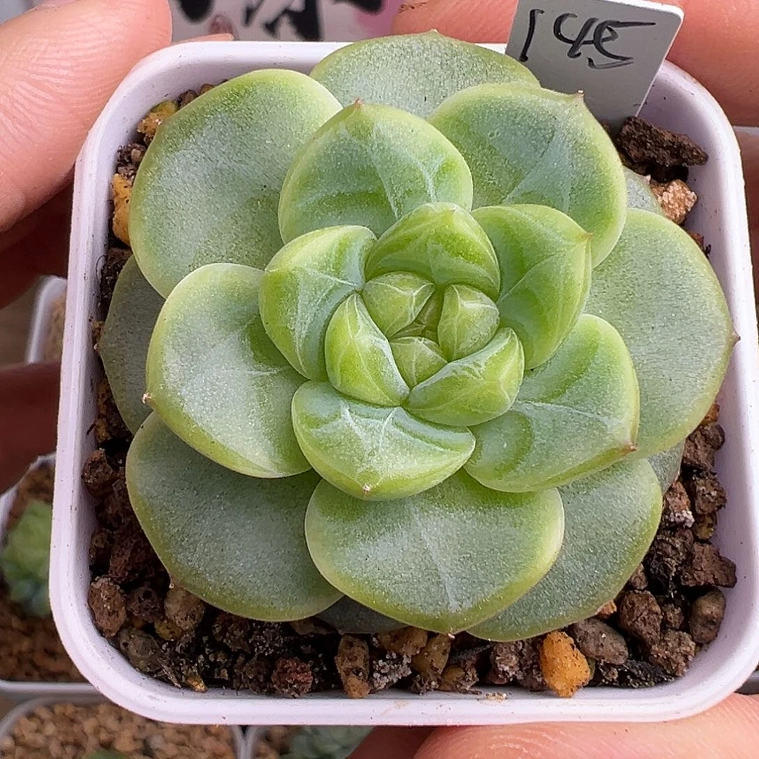 145甜心。大母本。