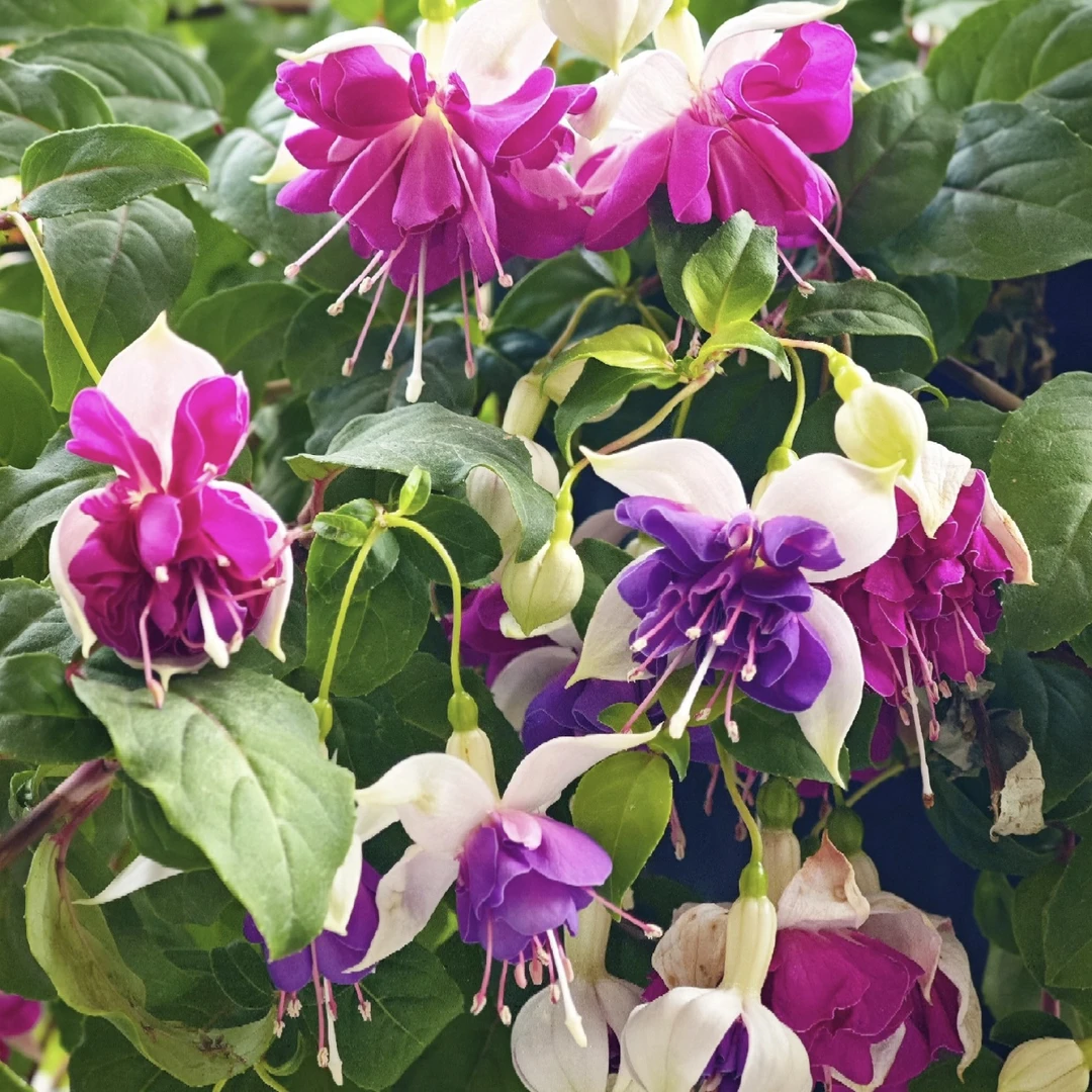 紫鸢倒挂金钟丛生盆栽多年生花园阳台木本植物倒挂金钟