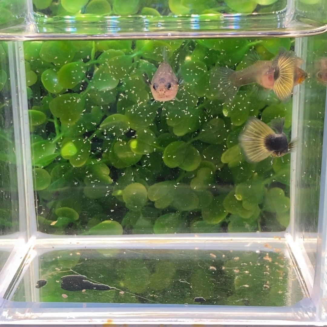 孔雀鱼黄礼服玻璃猫