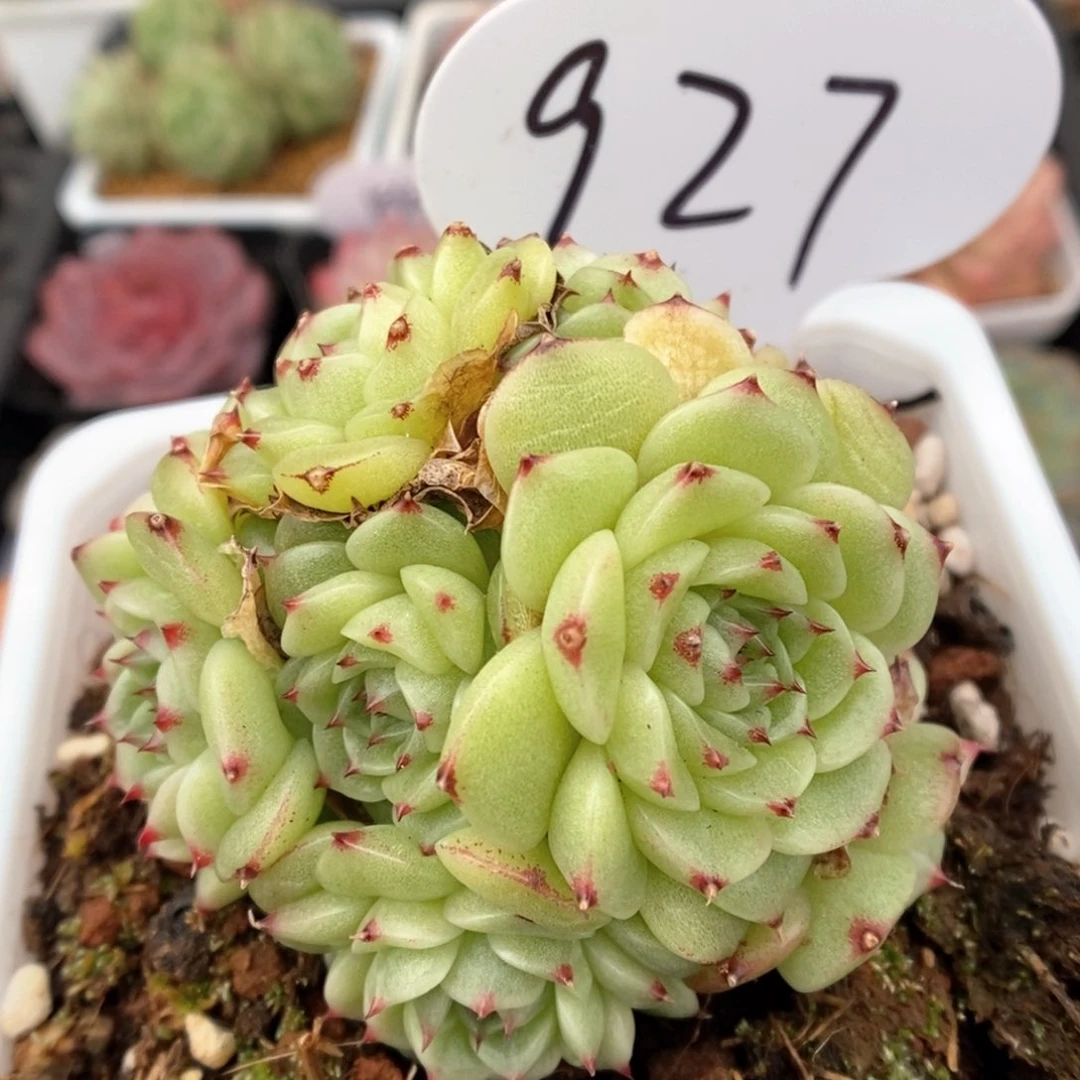 花朵脸麦秆群生927号