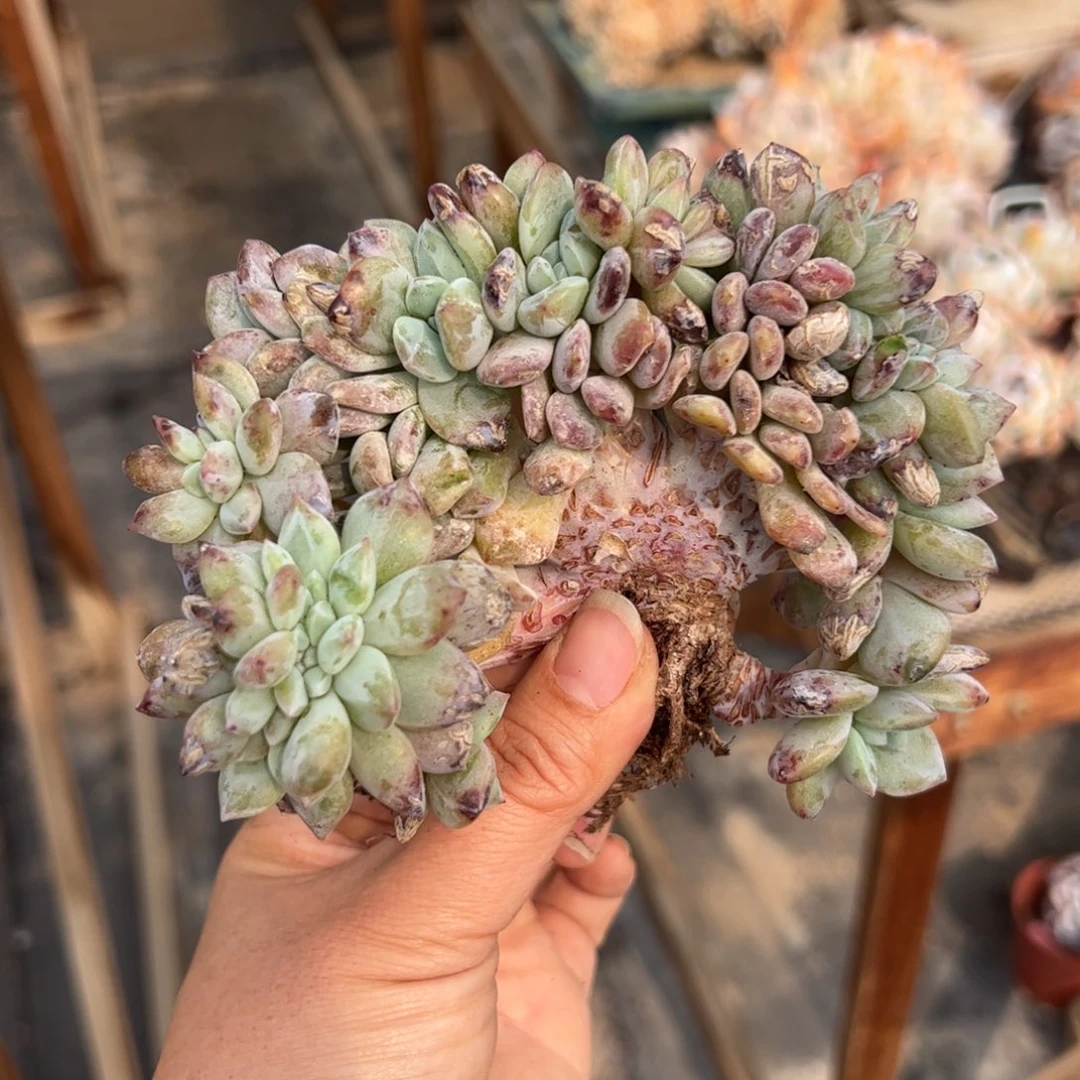 自****兽23头带缀星影小树-喵