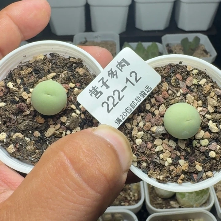 鸽子蛋带盆土。