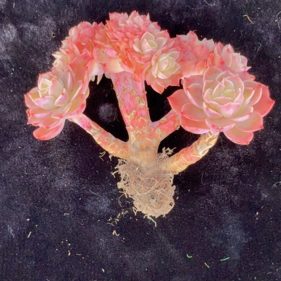 小***轶我也不知道我为什么要