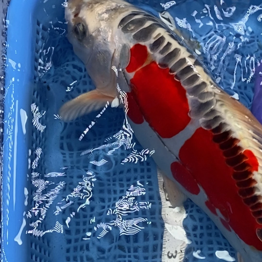 锦鲤冷水锦鲤包邮