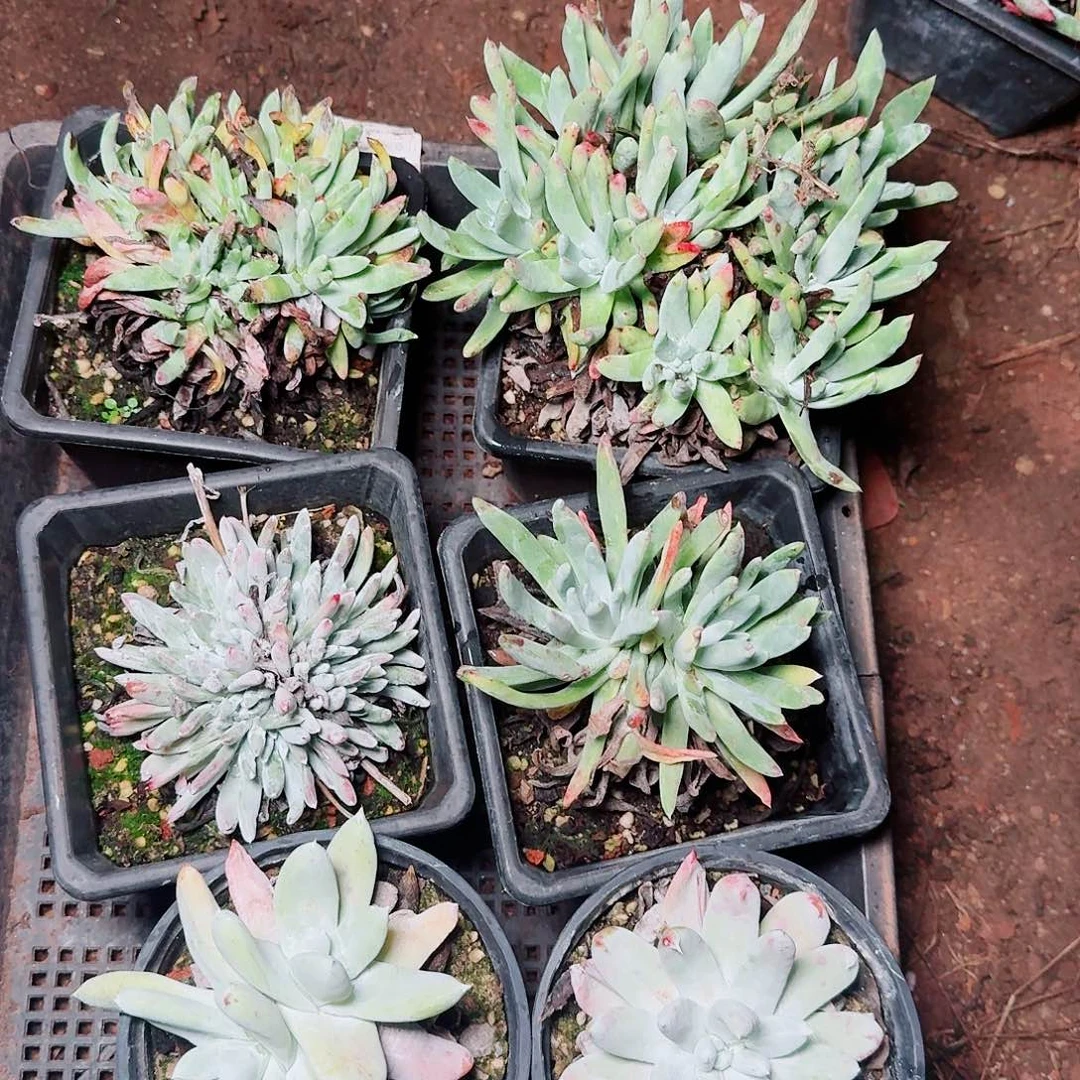 1419瑕疵六课多肉