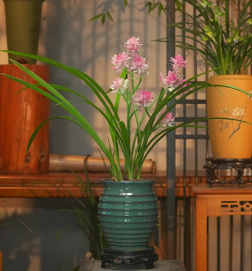 建兰铭品【天山牡丹】 古风陶罐 幽香兰花 室内外好养易活