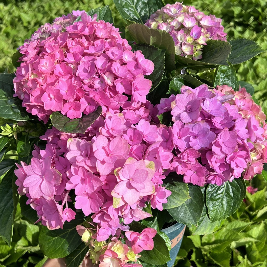 无尽星河绣球花盆栽重瓣花量大庭院阳台花卉植物喜水易养护
