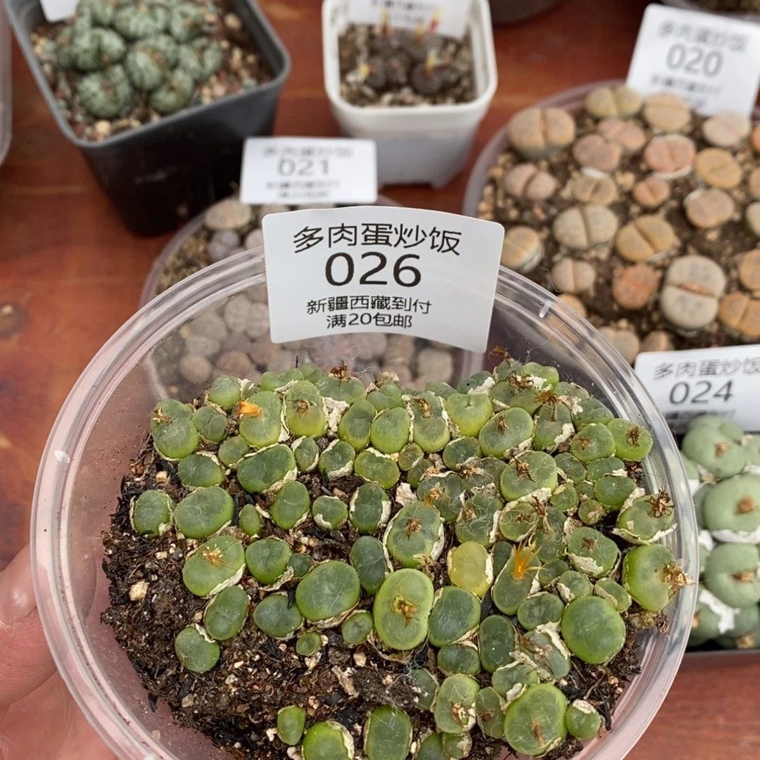 感谢您的光临，0026