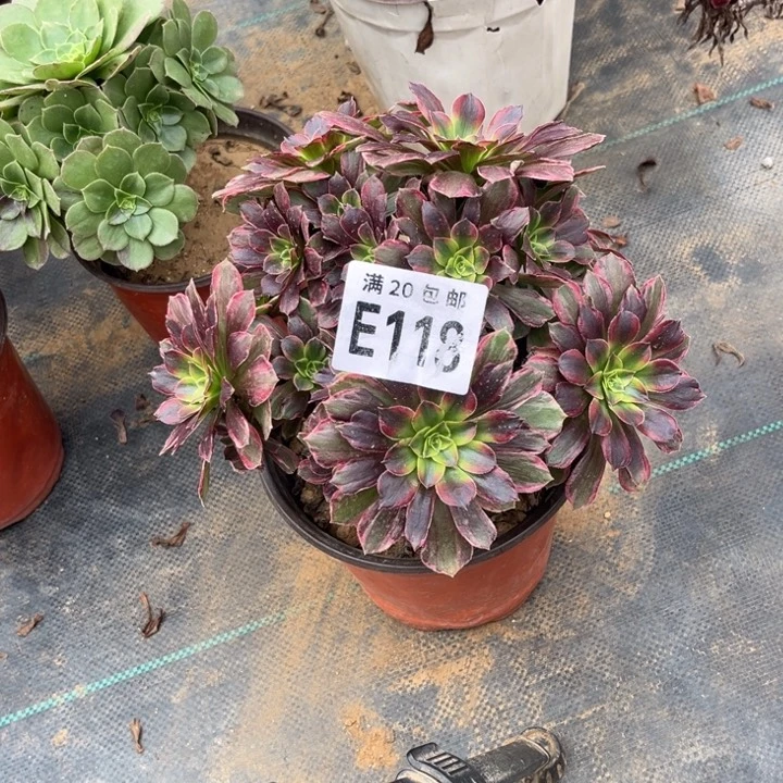 118法师不包断枝