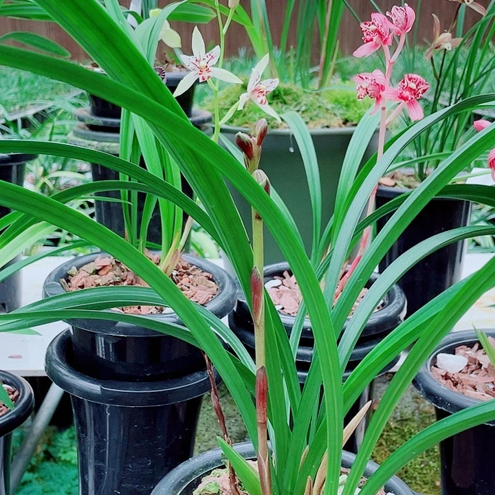 滇***花无花朵一物一拍漂亮开花