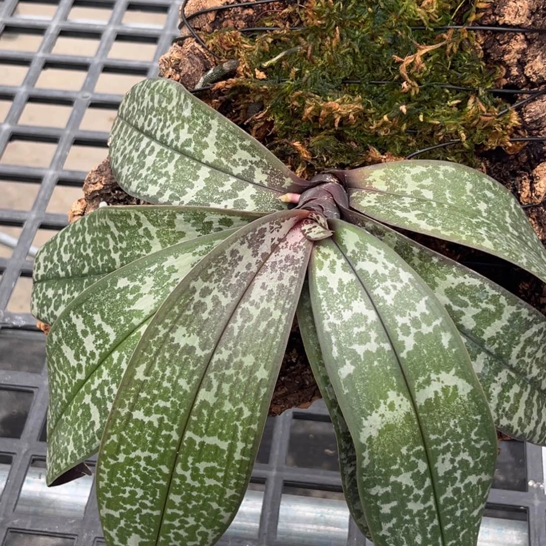 无花朵板值t2202苗