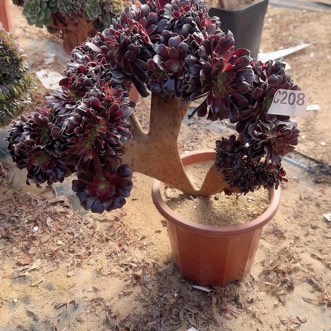 208欧紫一颗呀呀