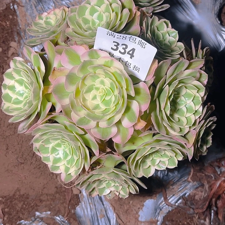 334海王多肉植物保护