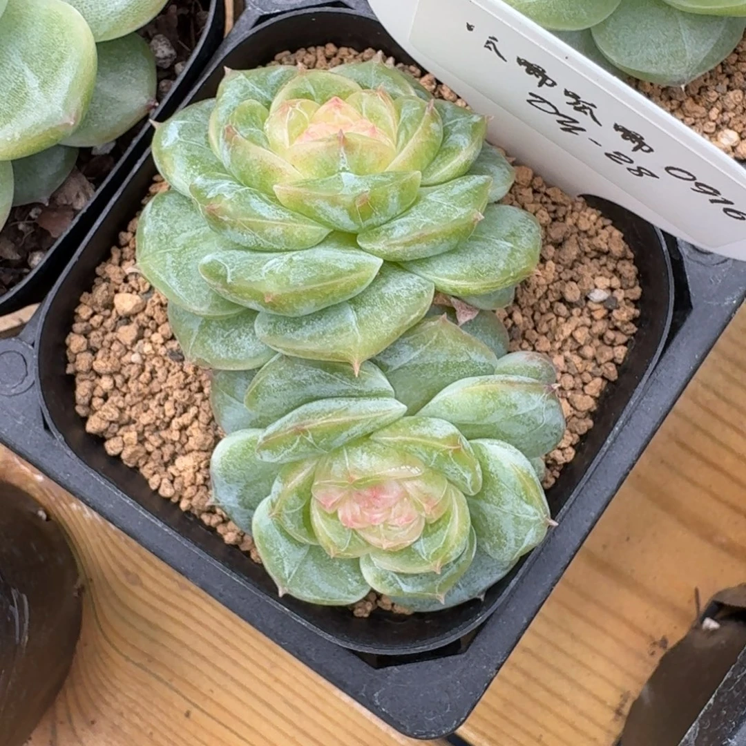 0916-28-萤石珍妮