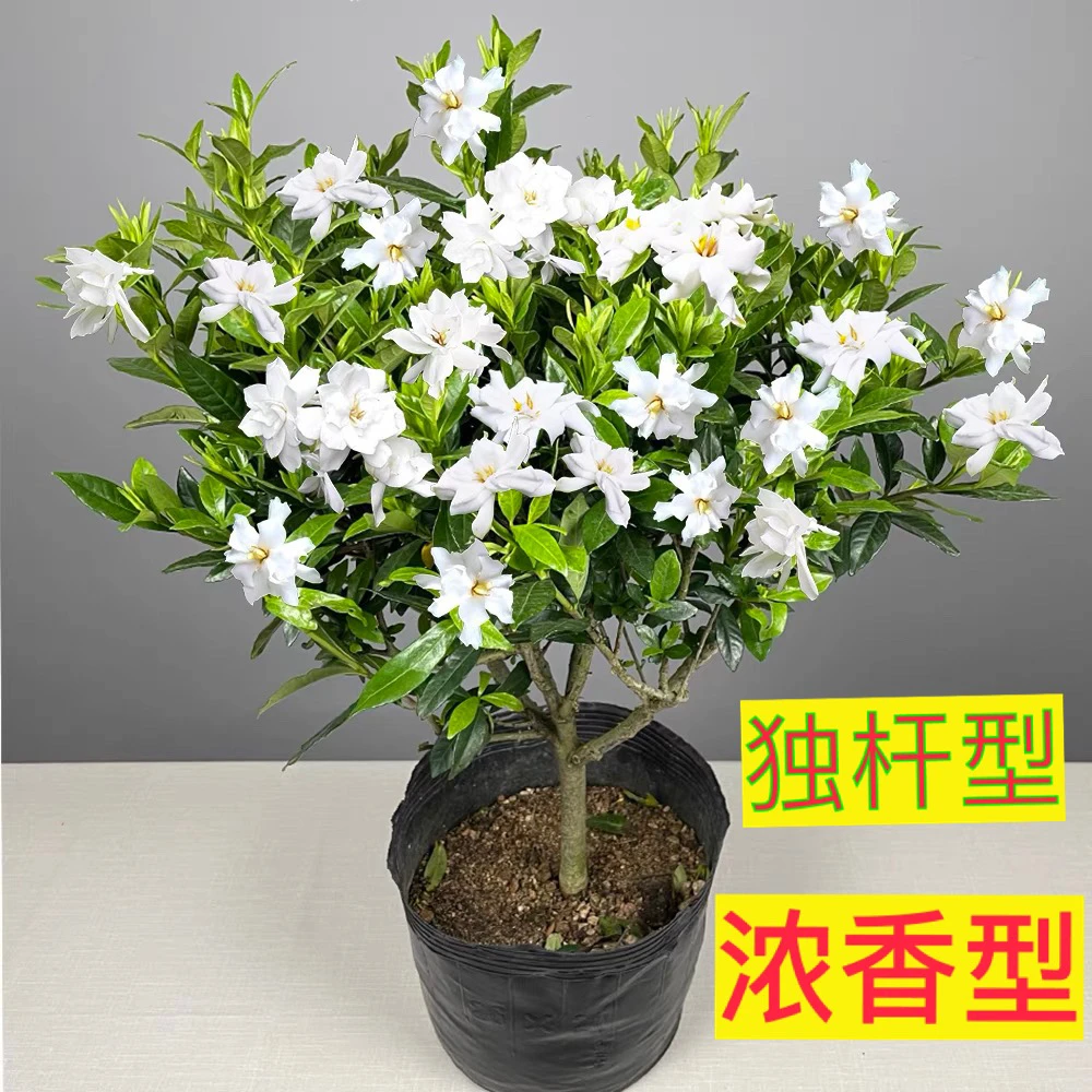 大盆栀子花四季开阳台花卉绿植室内植物盆栽客厅客厅绿植大盆栽