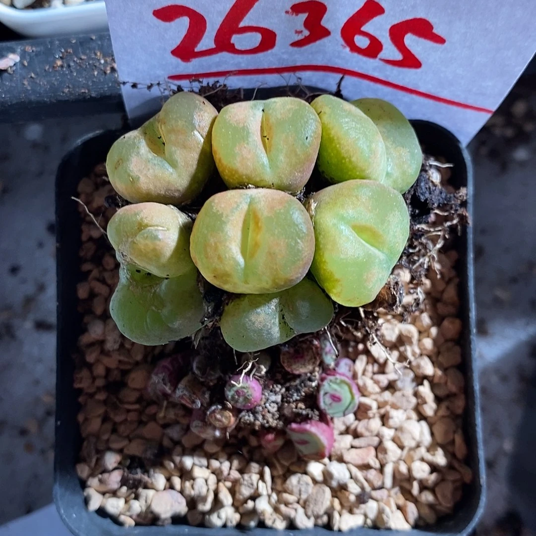 26365。 周正六头一颗。