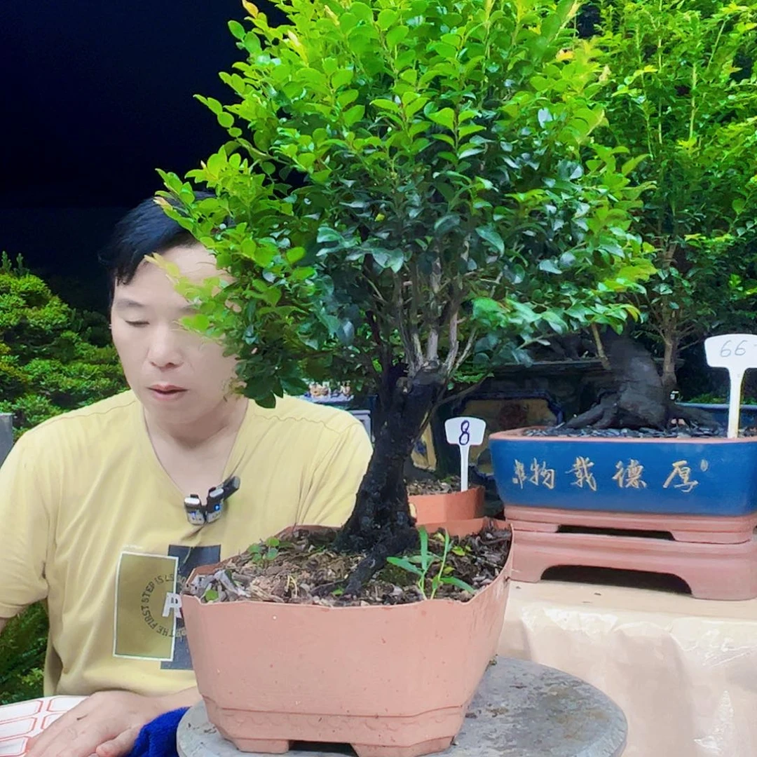 无花朵清***弦12345678