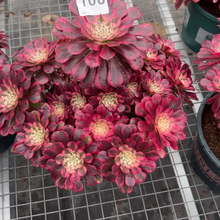 福*居108红铜超白26厘米多肉