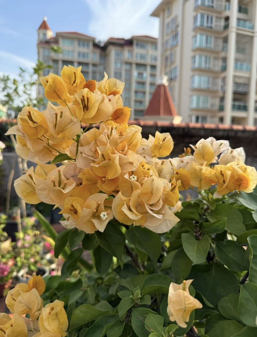 【光之国】【暗斑浅黄】一加仑三角梅 阳台庭院盆栽观赏植物