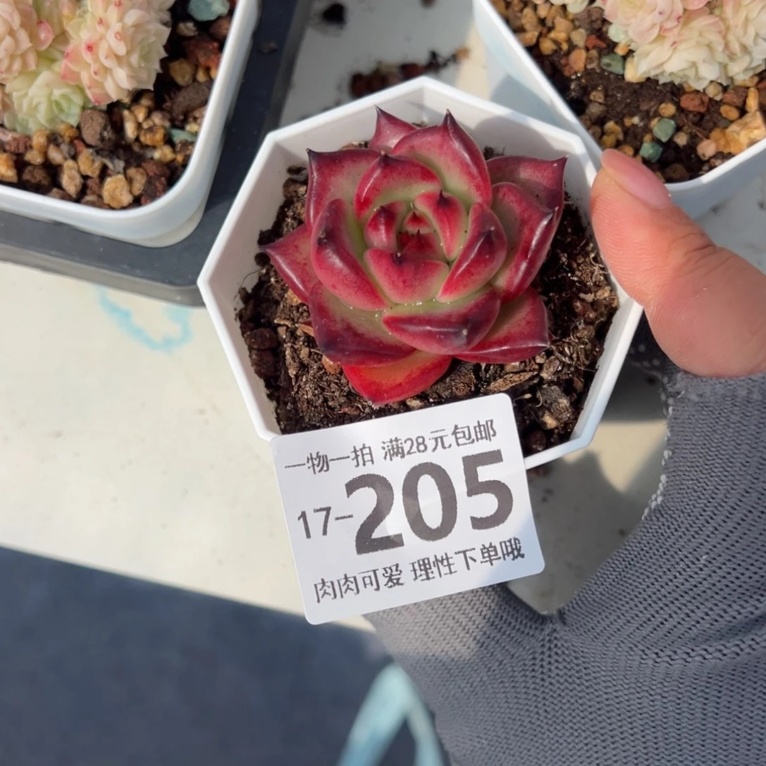 皮蛋多肉多肉多肉多