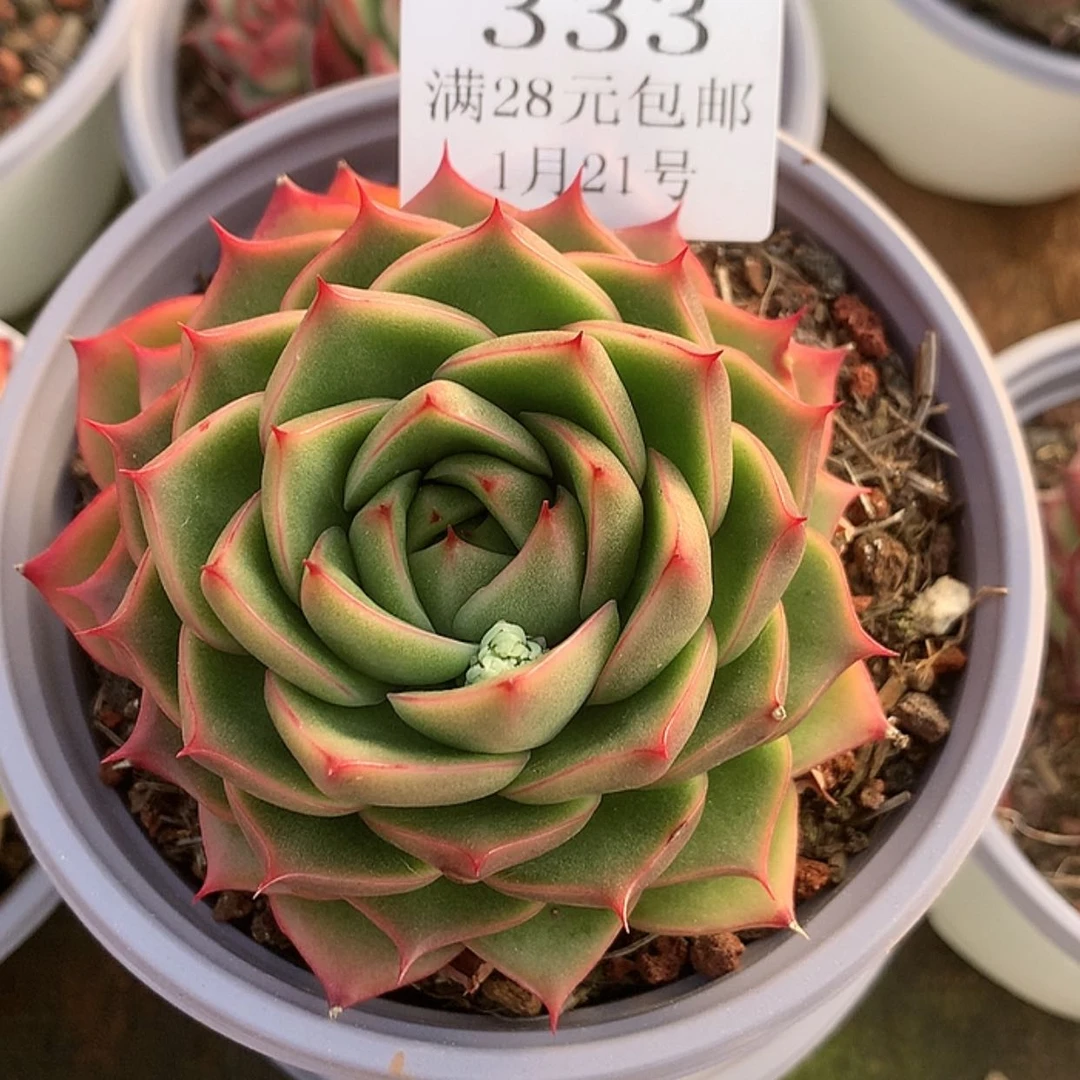 【闪购商品】云333