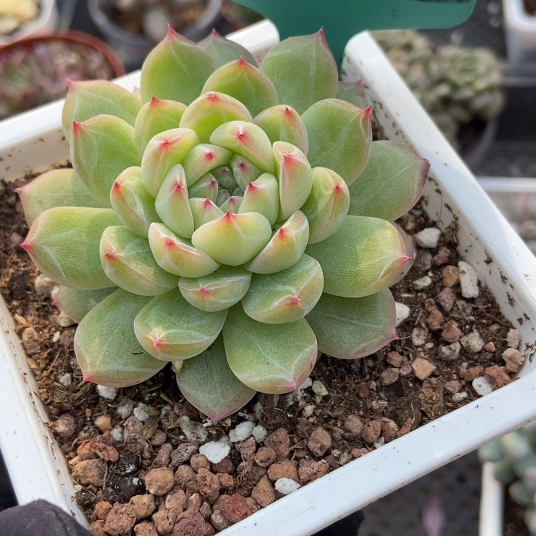 7222雪花珍妮多肉