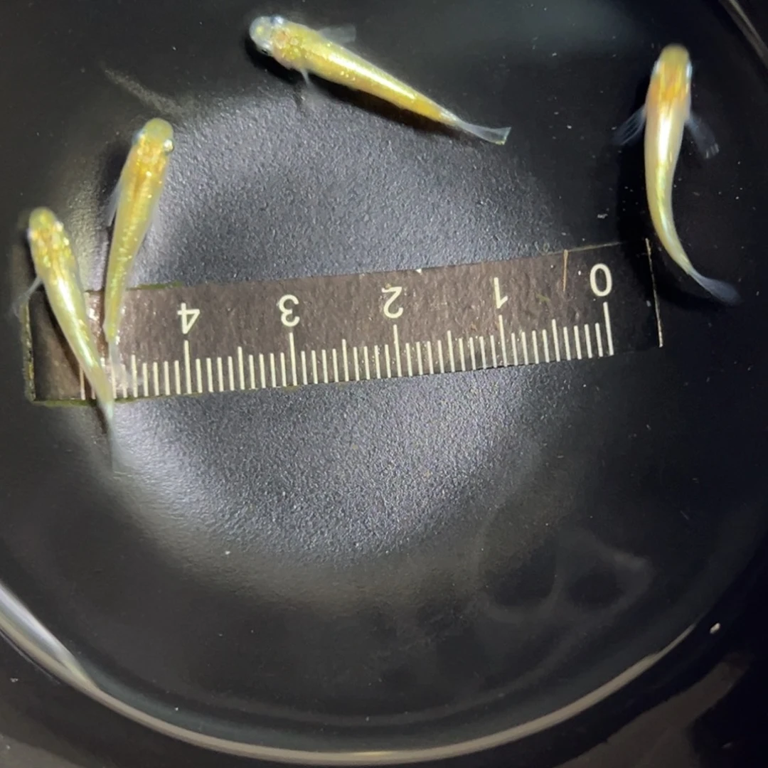 青鳉鱼黄彩礼服1111