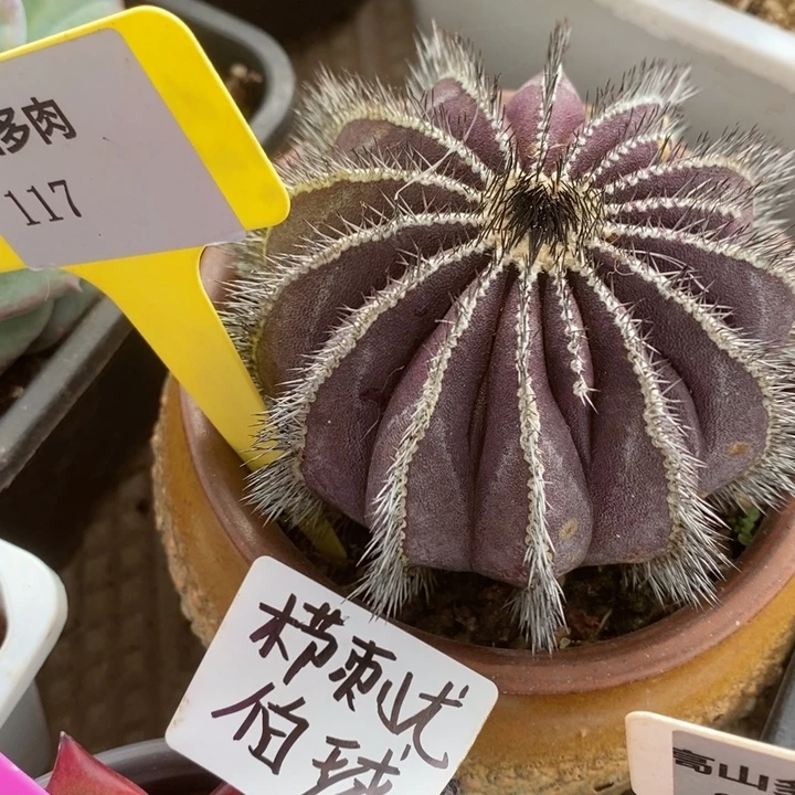 D117- 直播福利 球