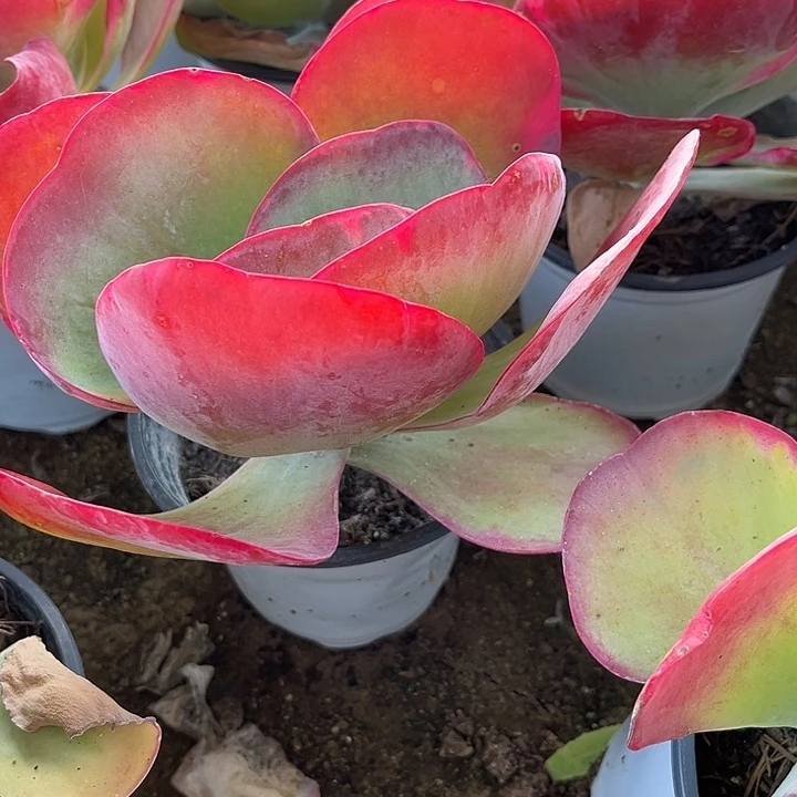 唐印锦12厘米官服