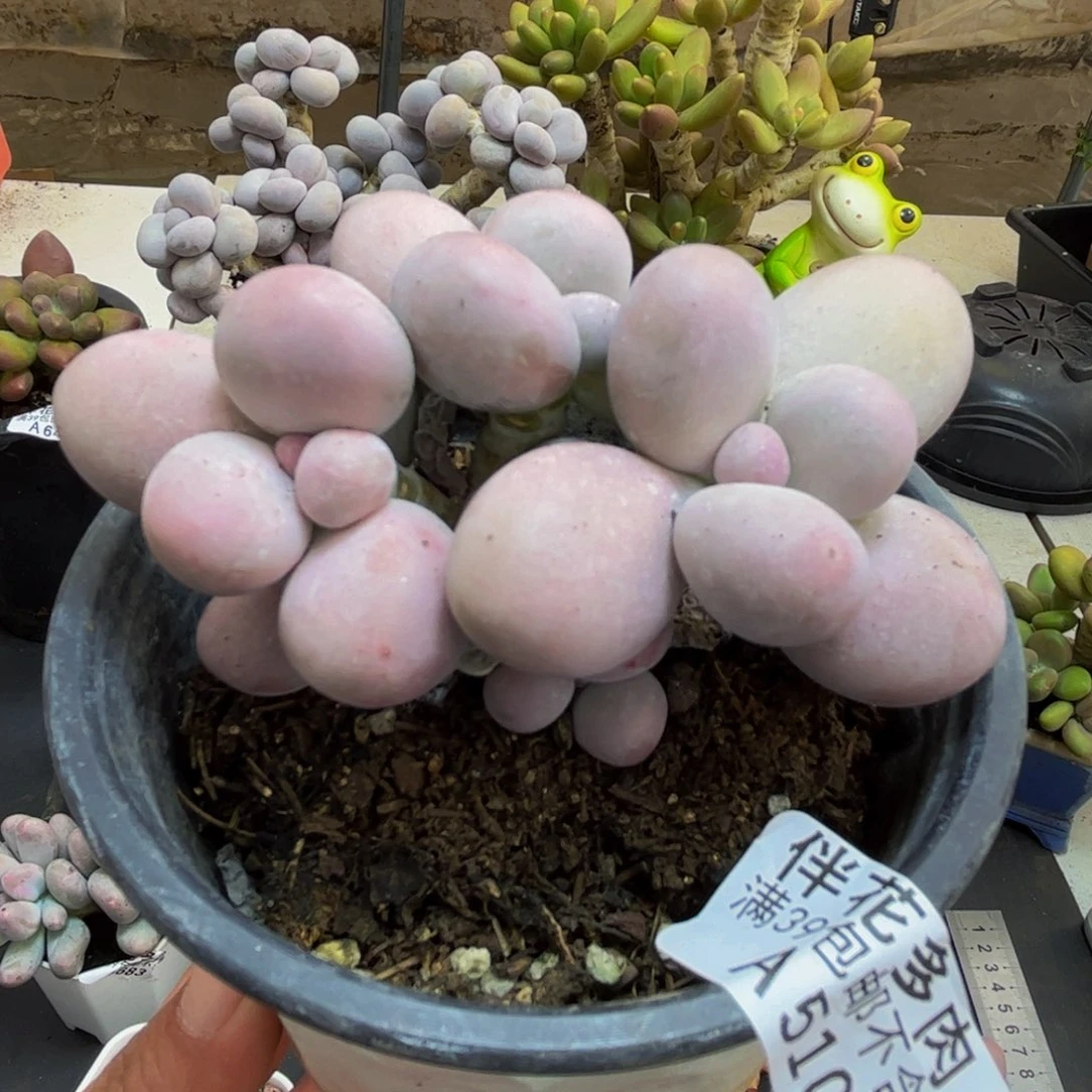 510/8cm水光针多肉