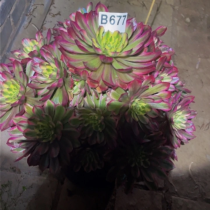 多肉法师677号夕颜发货