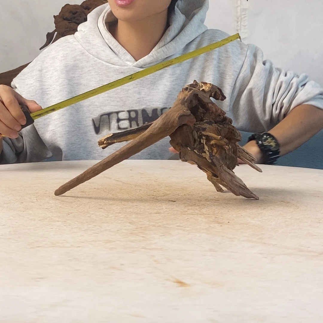 沉木造景寄居蟹造景