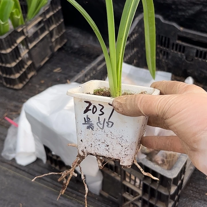 曼***牛贵妇3.8左右带土2037