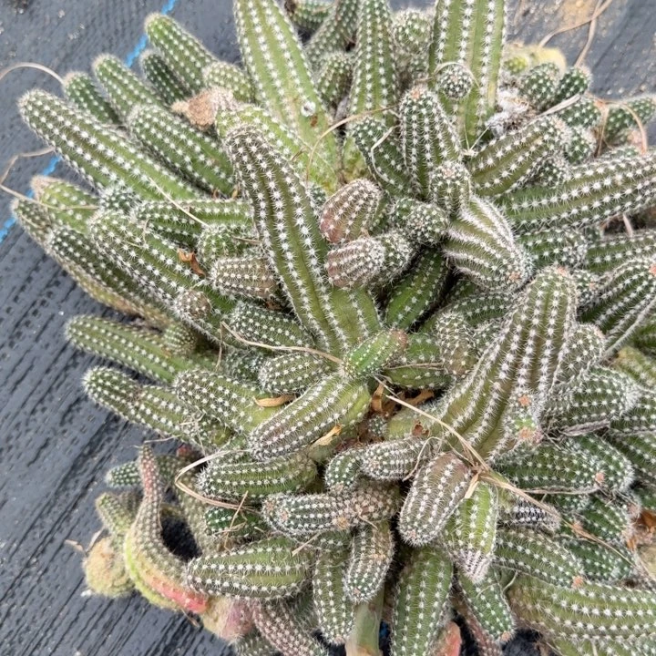 白檀仙人掌群生一群596