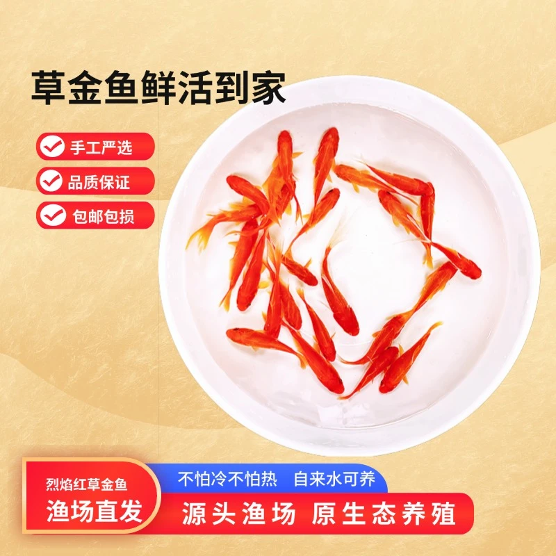 健康活体草金鱼懒人养小草金好养耐活冷水鱼鲫鲤观赏淡水鱼小鱼苗