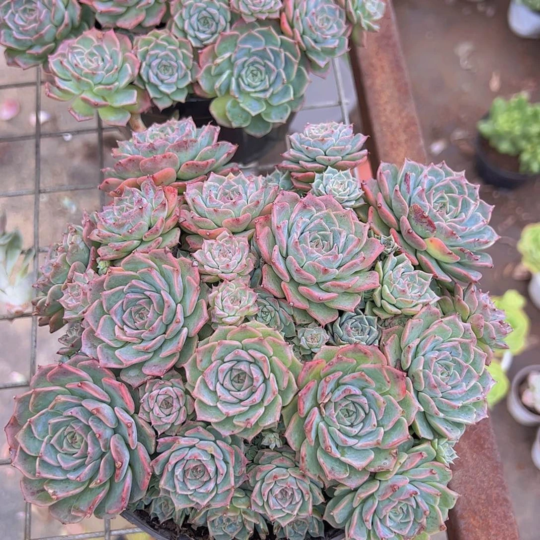 海滨格瑞多头大盆群带盆土精品