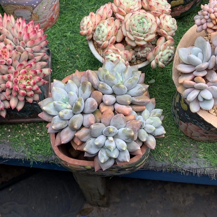 哥特萝莉大头超肥寄养