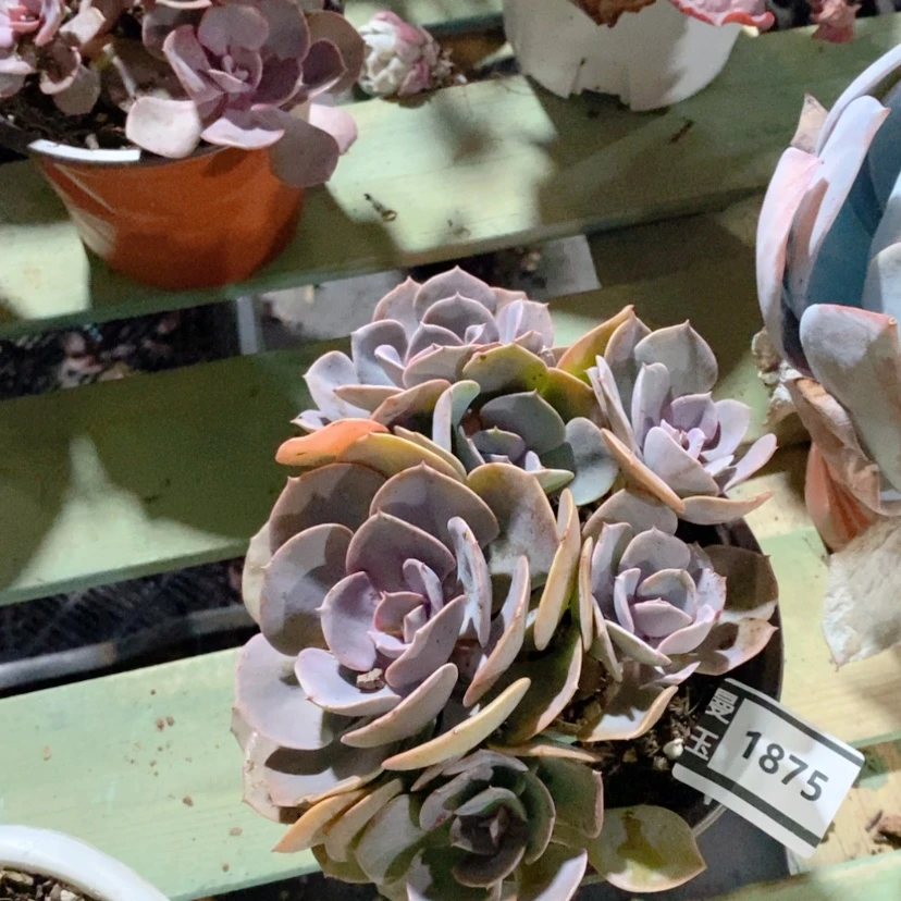 【闪购商品】 尘埃玫瑰1875