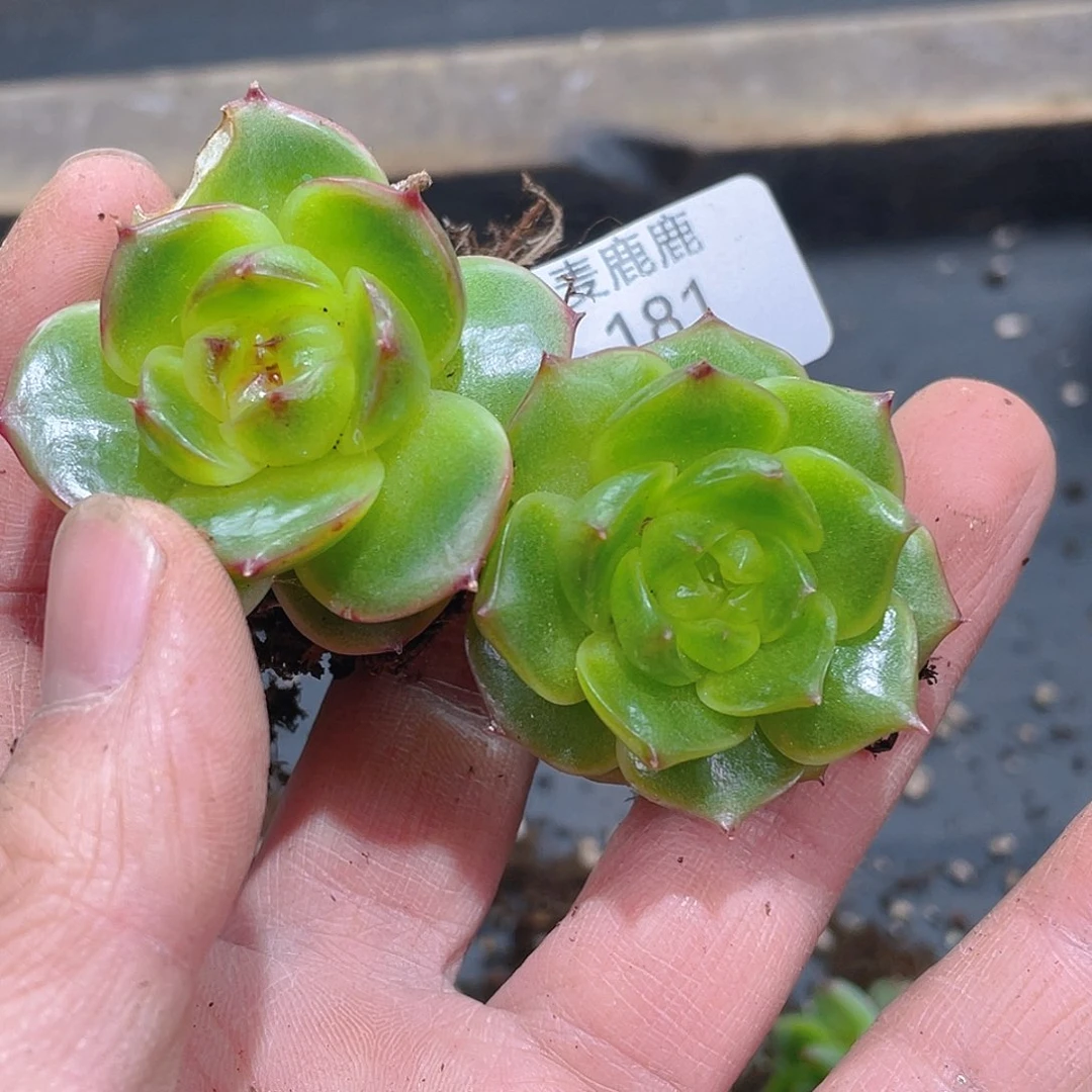181。    青岫珍妮。       两。