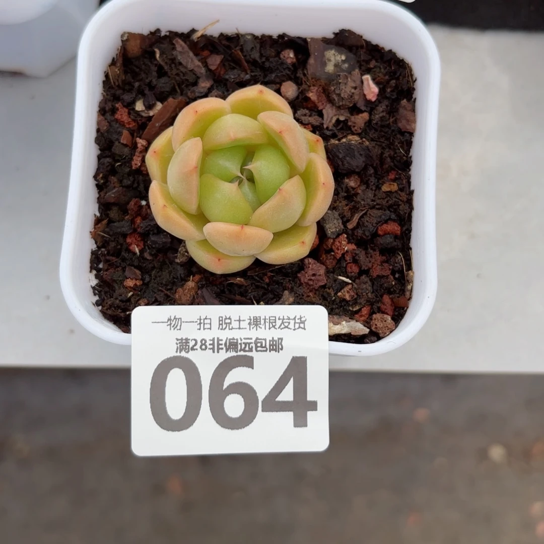 皮皮单头无盆土发货