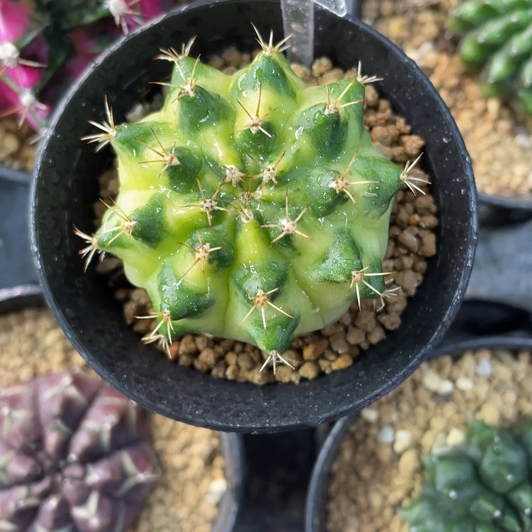 1-256米哈锦4.6厘米