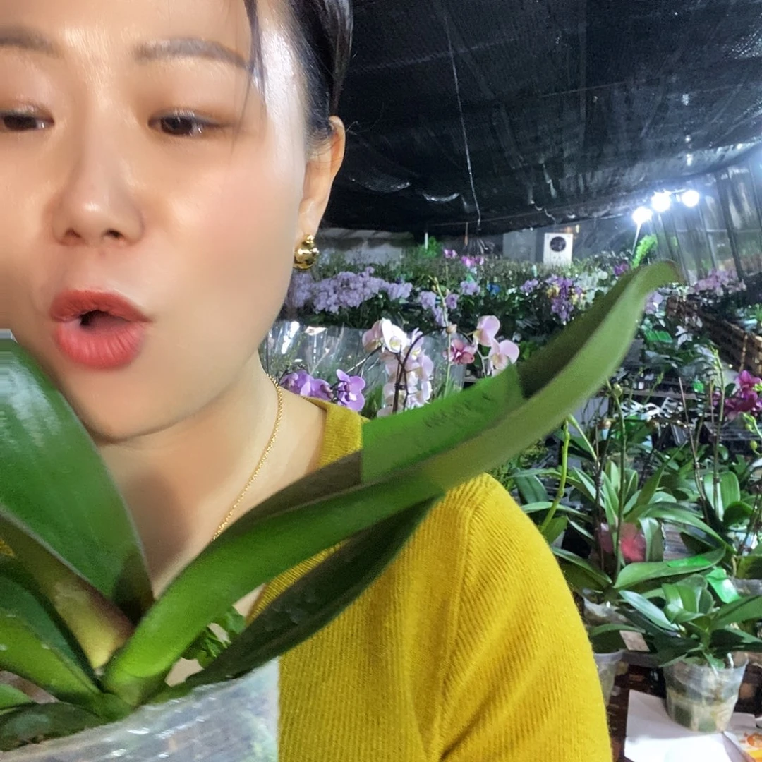 无花朵大辣椒蝴蝶兰