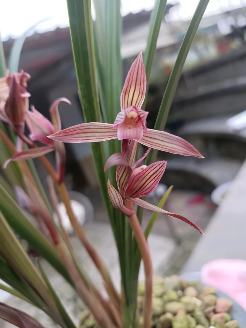 春剑子母苗古堰天色