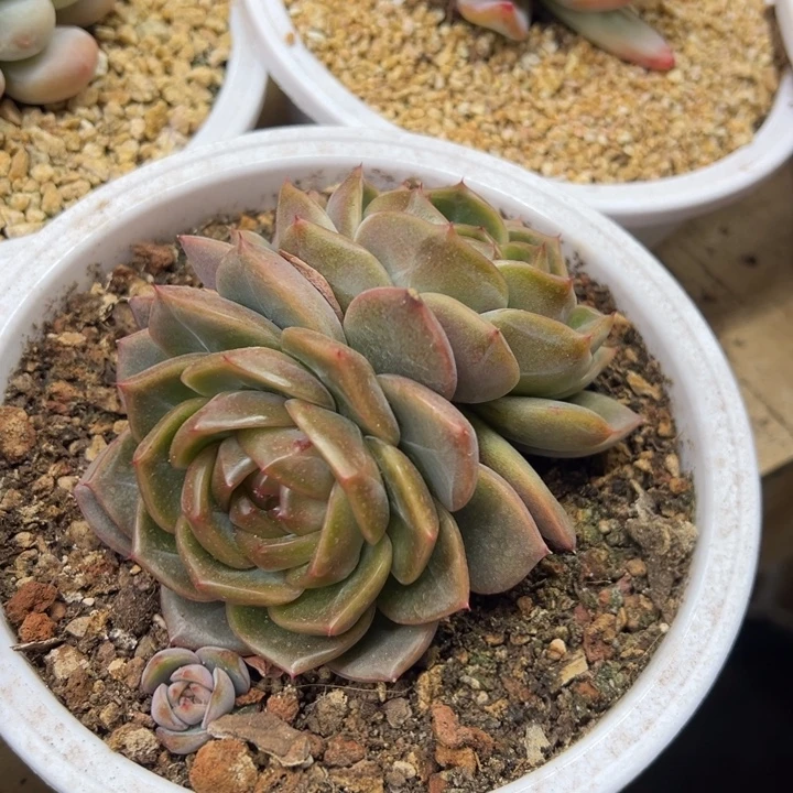 钻石珍妮 夏鸣园艺