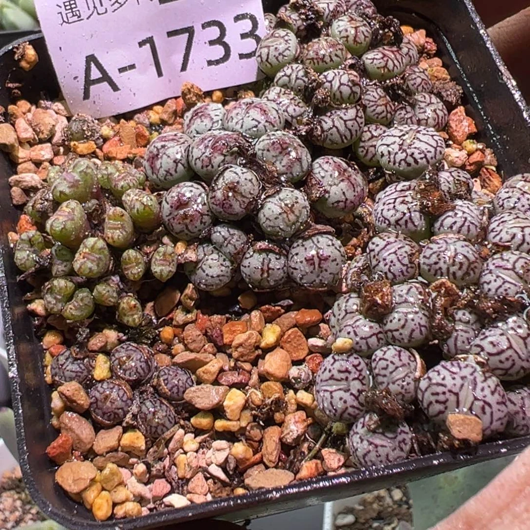 多肉植物11111111111111
