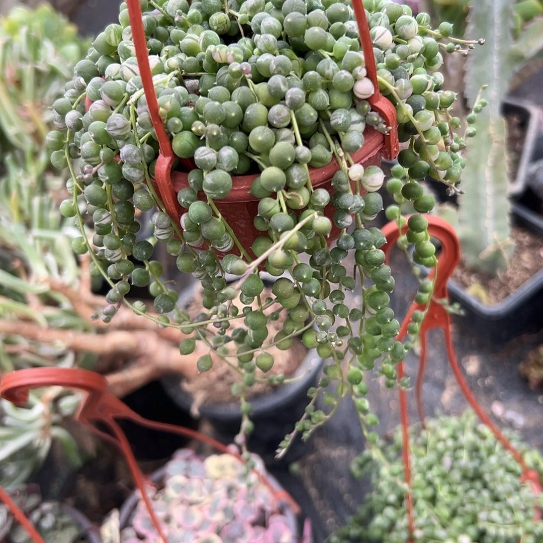 多肉植物佛珠锦带盆