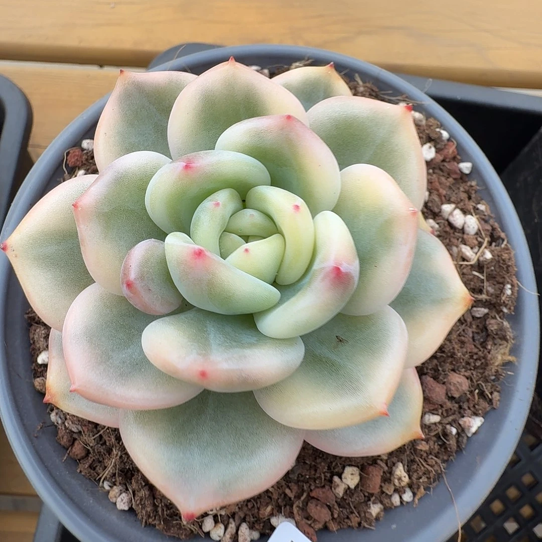 伊丽莎白锦111213-34