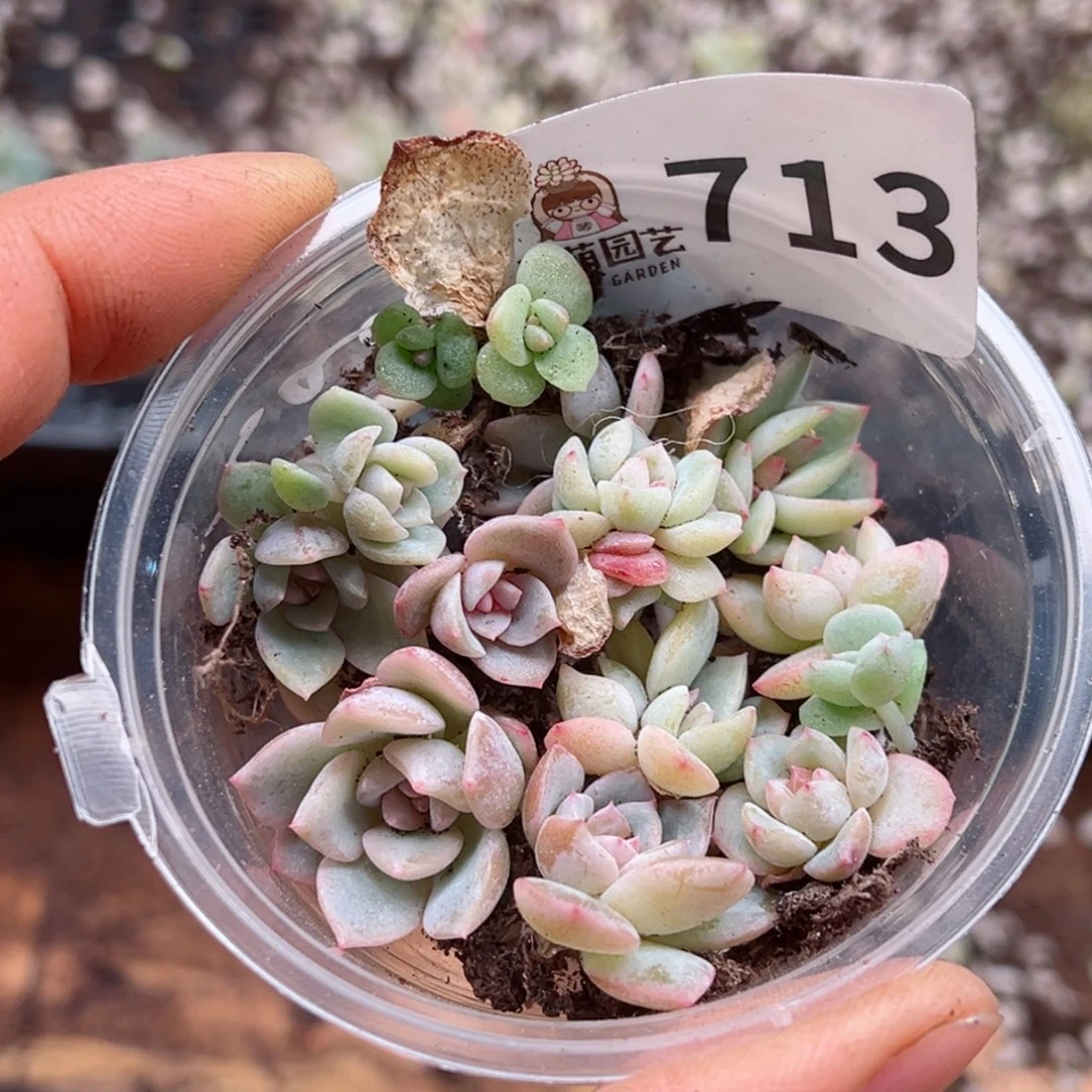 嗯多肉植物多肉植物