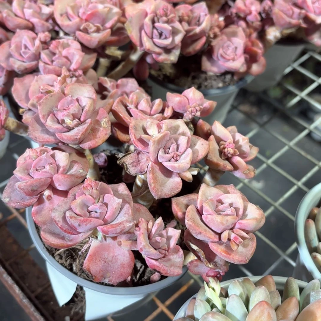 彩虹糖多肉整群11㎝盆